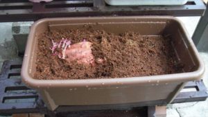 大胆に芋丸ごと