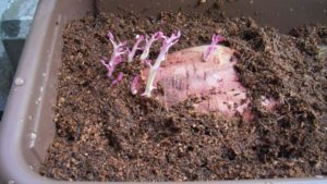 なんだかすごく毒々しい色です