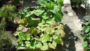 こちら2つはプランターに蔓を這わせるようにした。