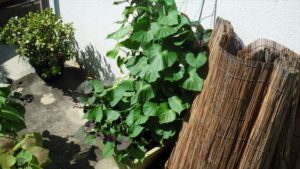 こちらはネットを張って縦に蔓を這わせる。