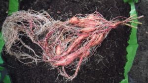 一番奥のプランター、小さくて細い