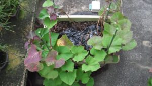 最後までマルチを被せたプランター