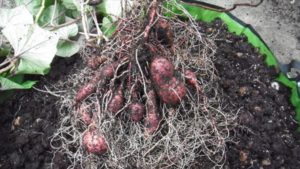 ほぼ同じですが、少しだけ大きくて多い