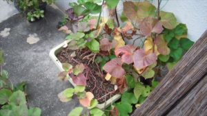 ネットで縦に伸ばした最後のプランター