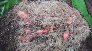 細い根が神々しい、実成は少し多い