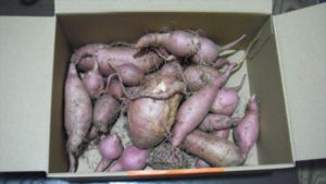 蔓を切って保管熟成中の図。