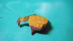 熟成していないので甘みが足りないが、ホクホク加減が良し。