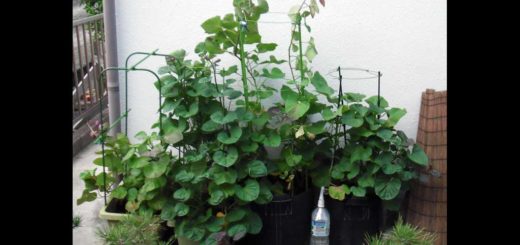 安納芋8月